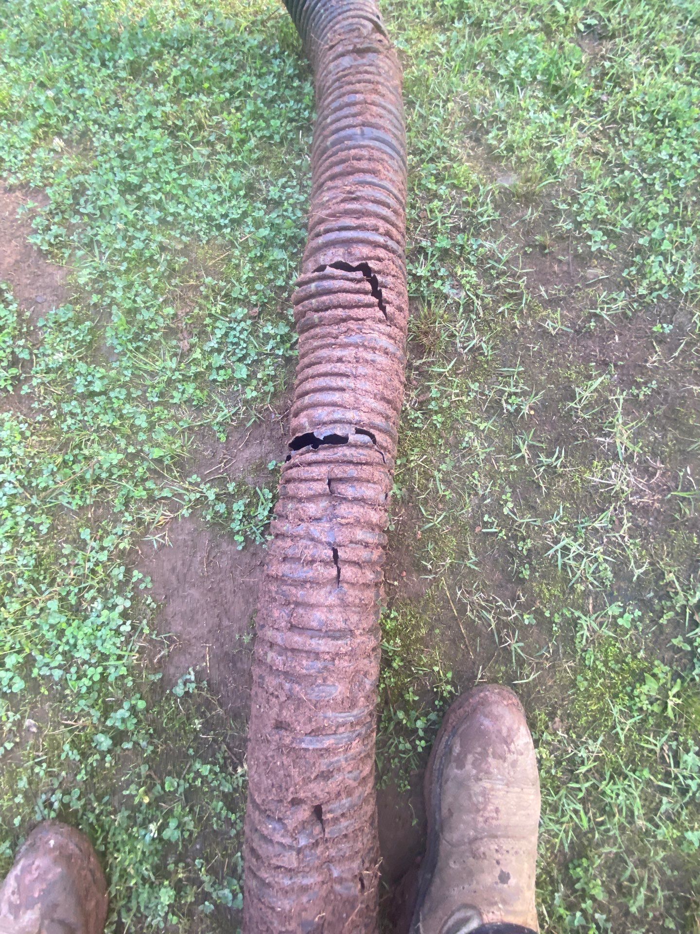 Corrugated drain pipe running across ground cover