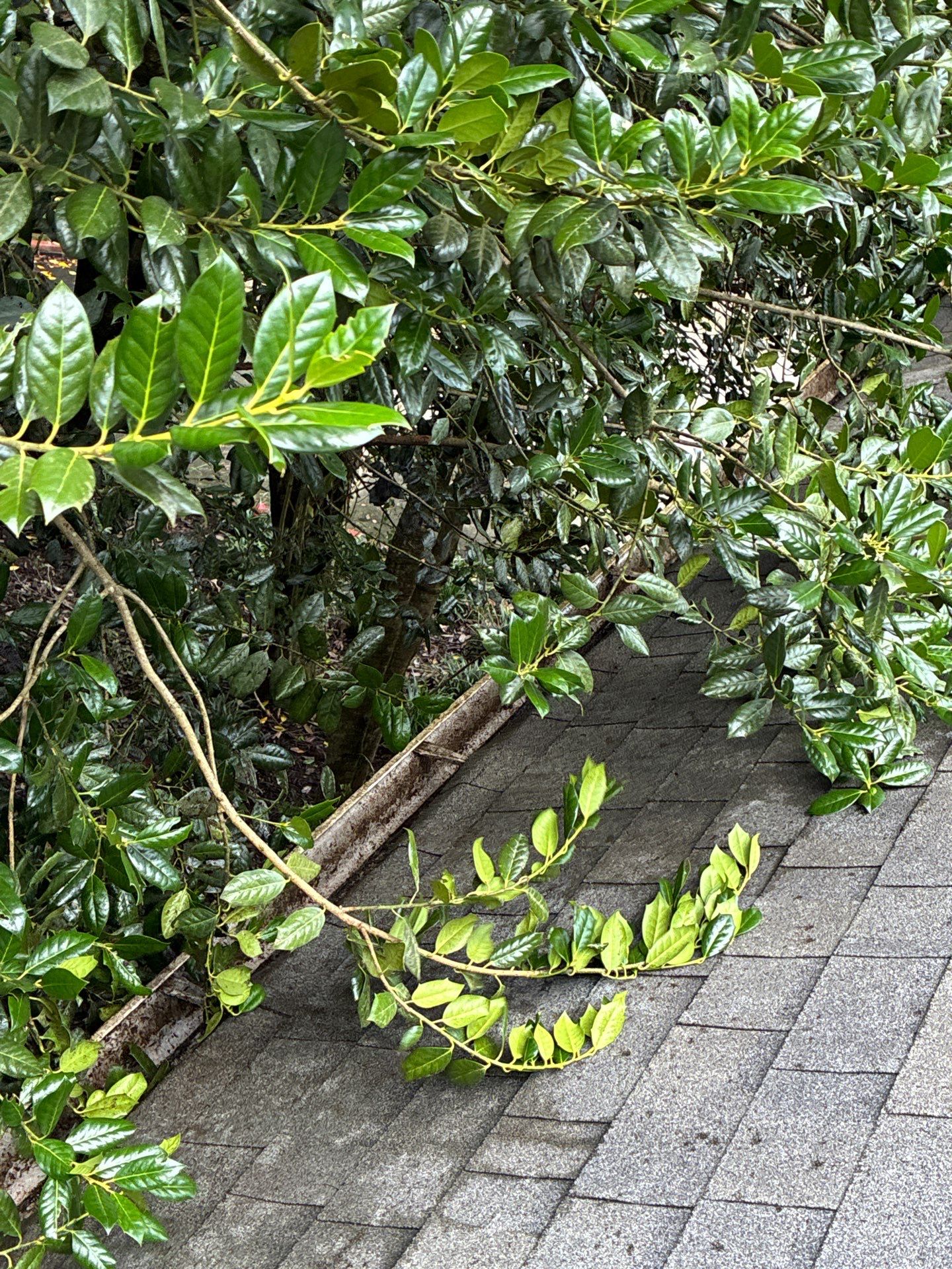 Green limbs down across the shingle roof