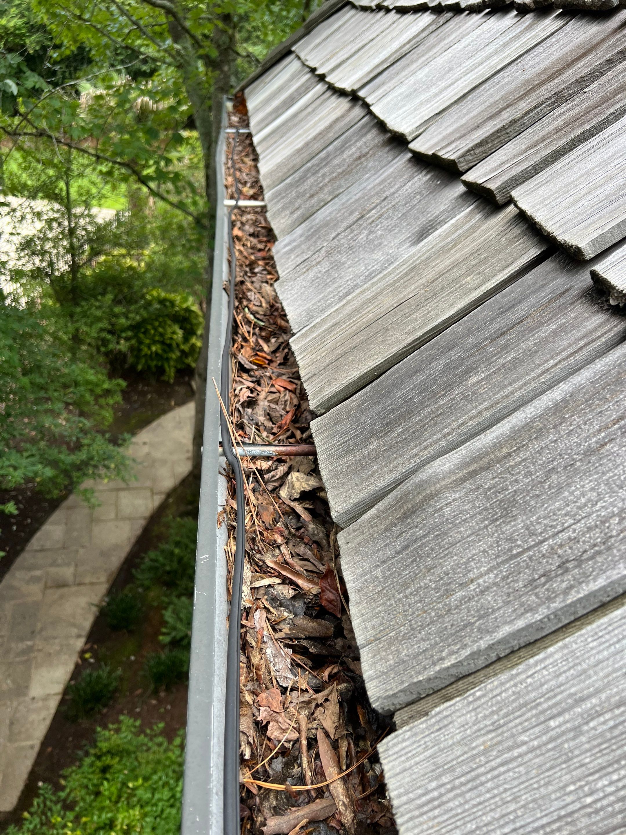 Gutter packed with needles under an overhanging tree