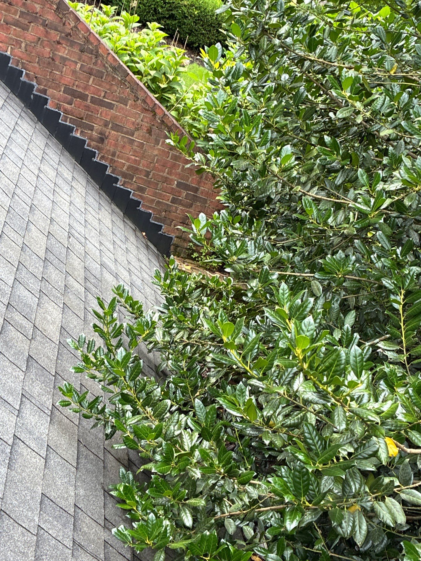 Shrub growing against a brick wall near the roof edge