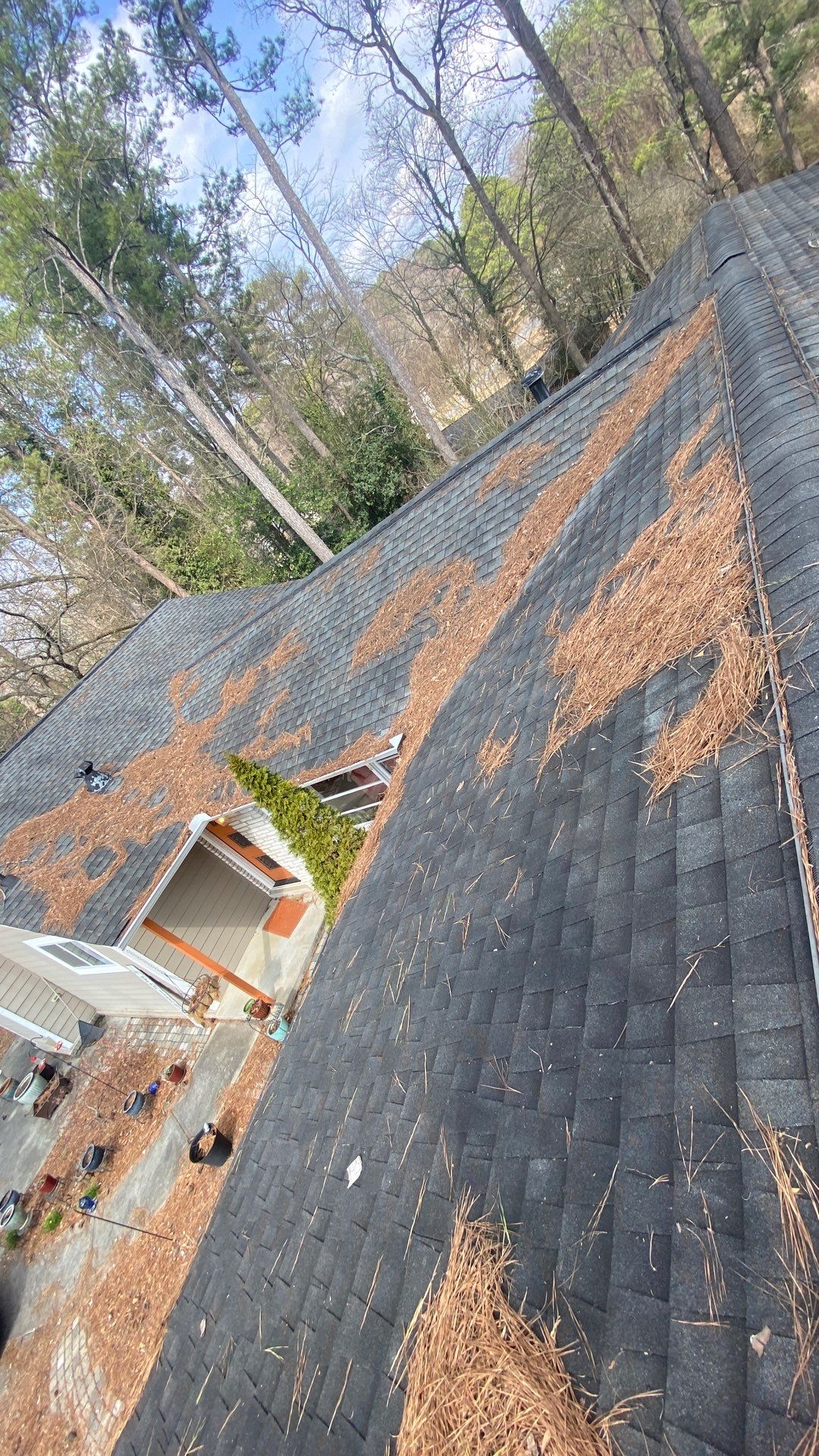 Shingle roof covered in pine needles and moss beneath tall trees