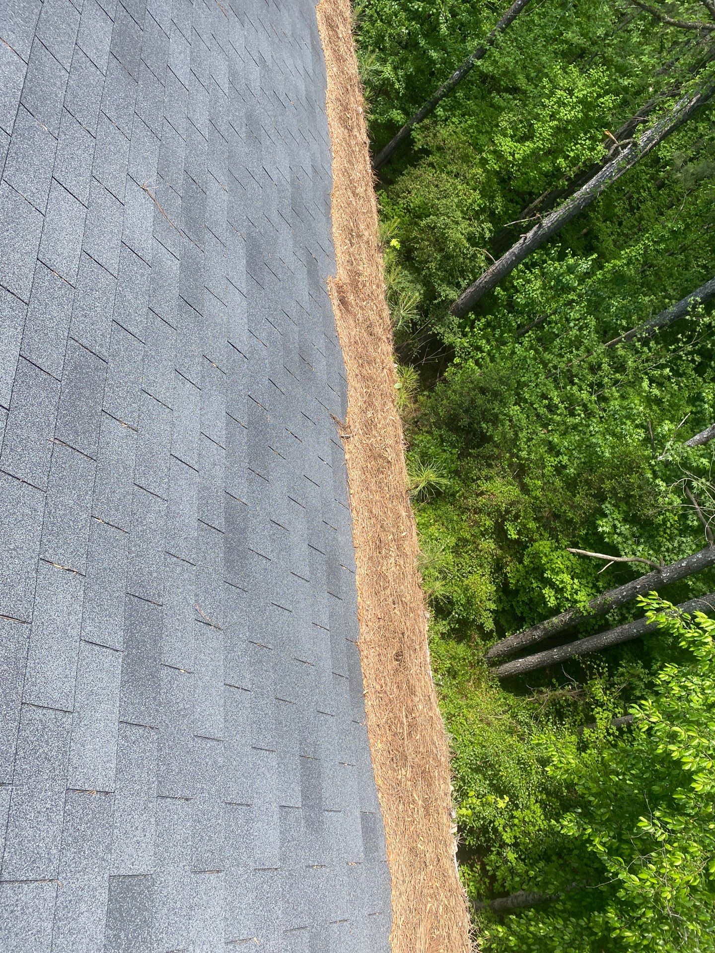 Pine straw packed along the gutter edge of a shingle roof above a green yard