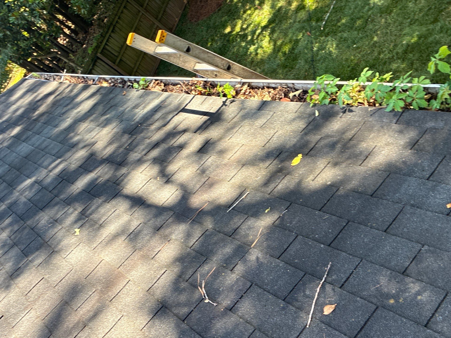 Gutter packed with leaves and plant growth above a shingle roof, ladder set at the eave