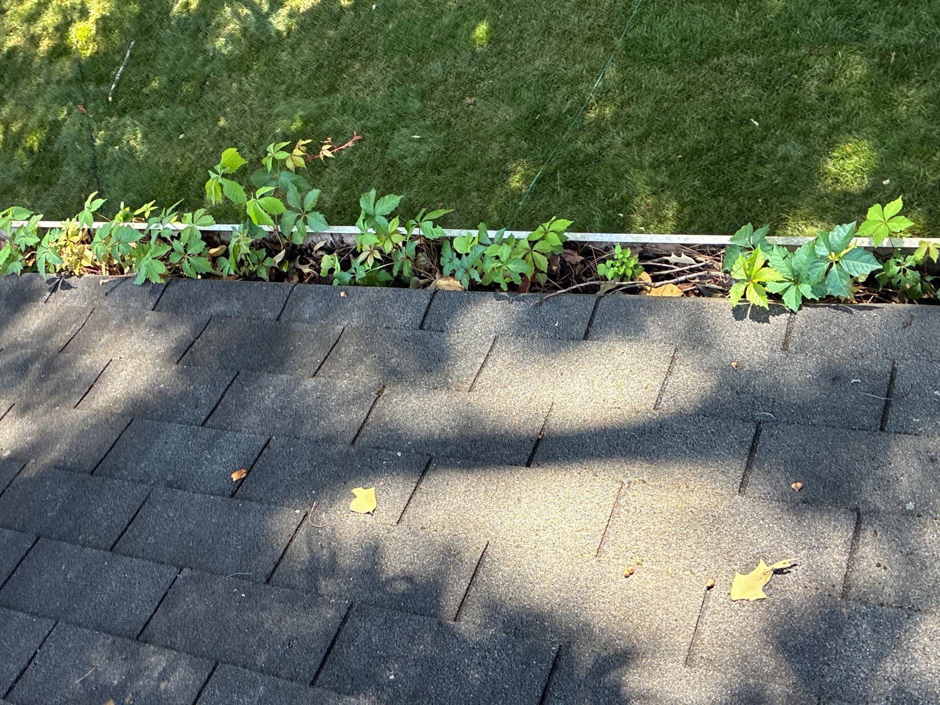 Weeds and small plants growing the length of a clogged gutter run