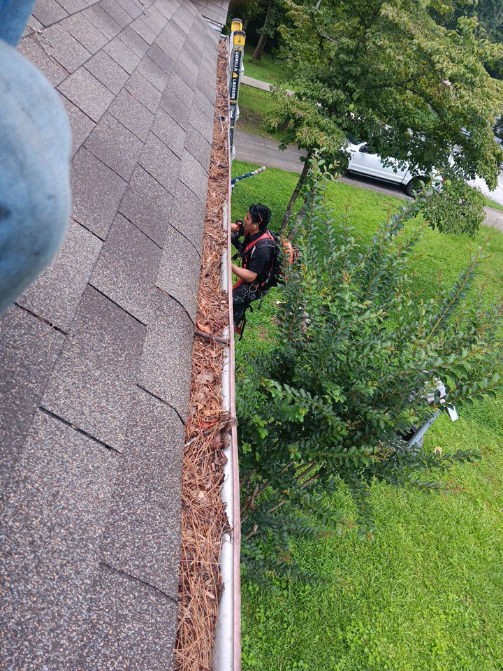 Gutter trough packed solid with pine straw along a shingle roof edge