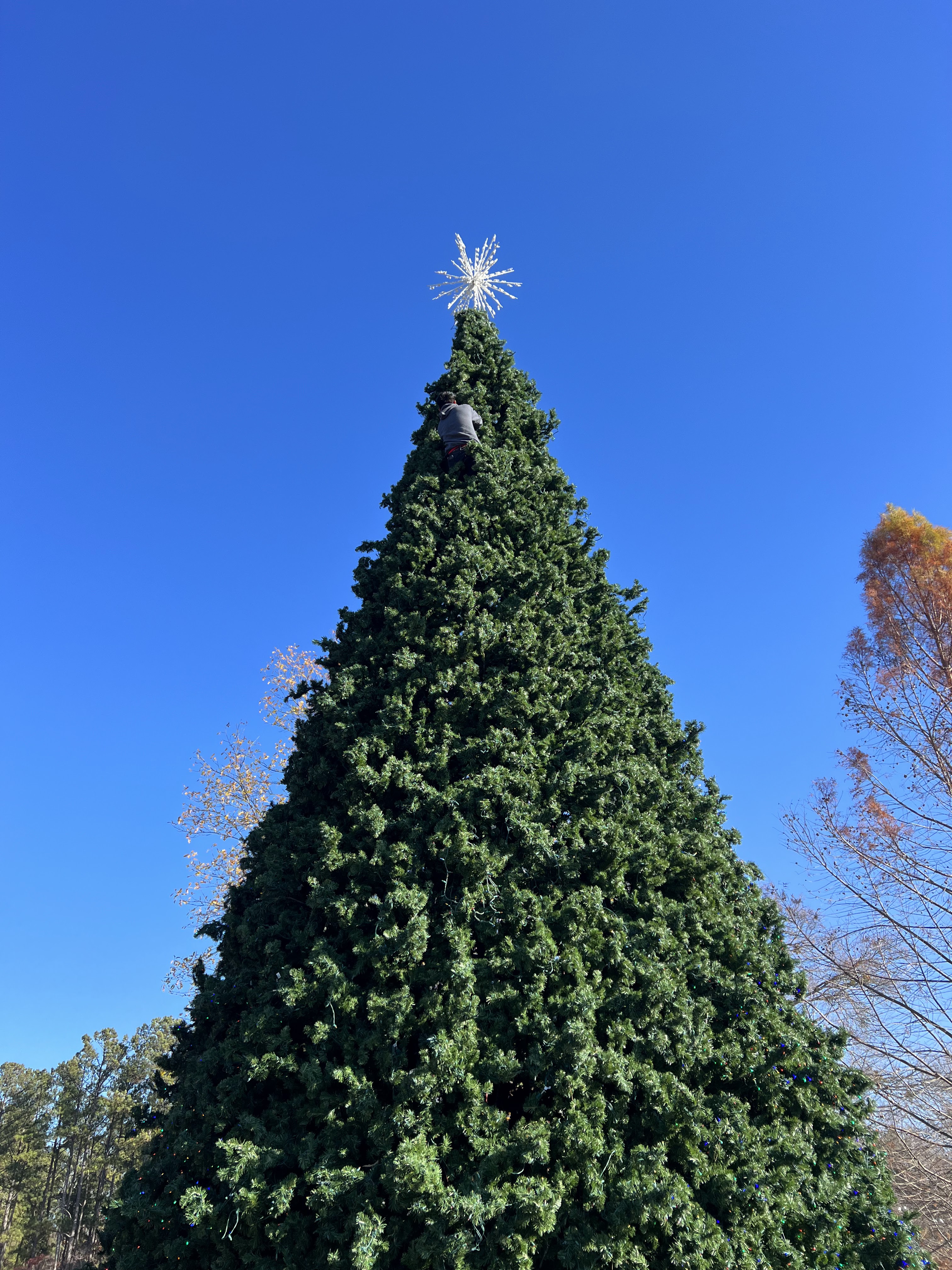 Large decorated Christmas tree standing against a clear blue sky
