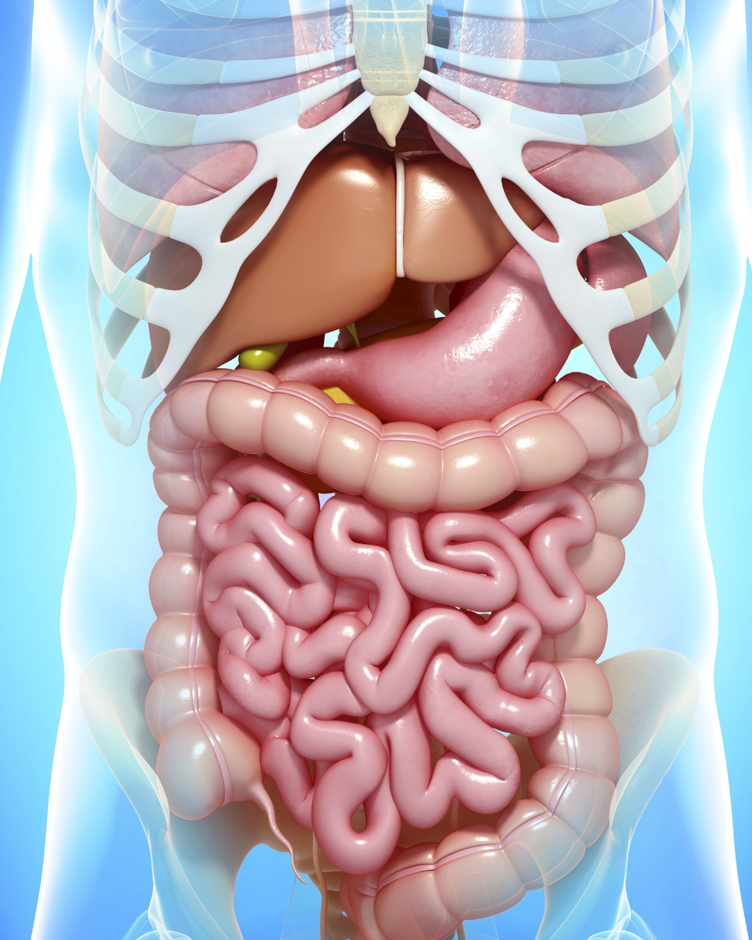 Digestive system and peptides in Grand Junction