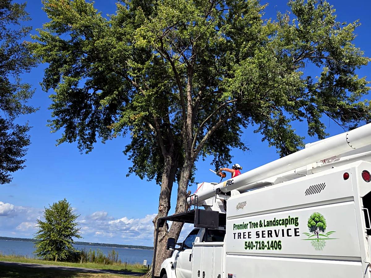 Premier Tree & Landscaping crew removing a tree with a bucket truck
