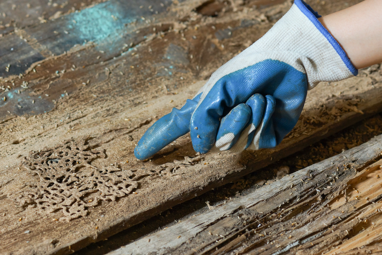 WDO Repairs in Clay County