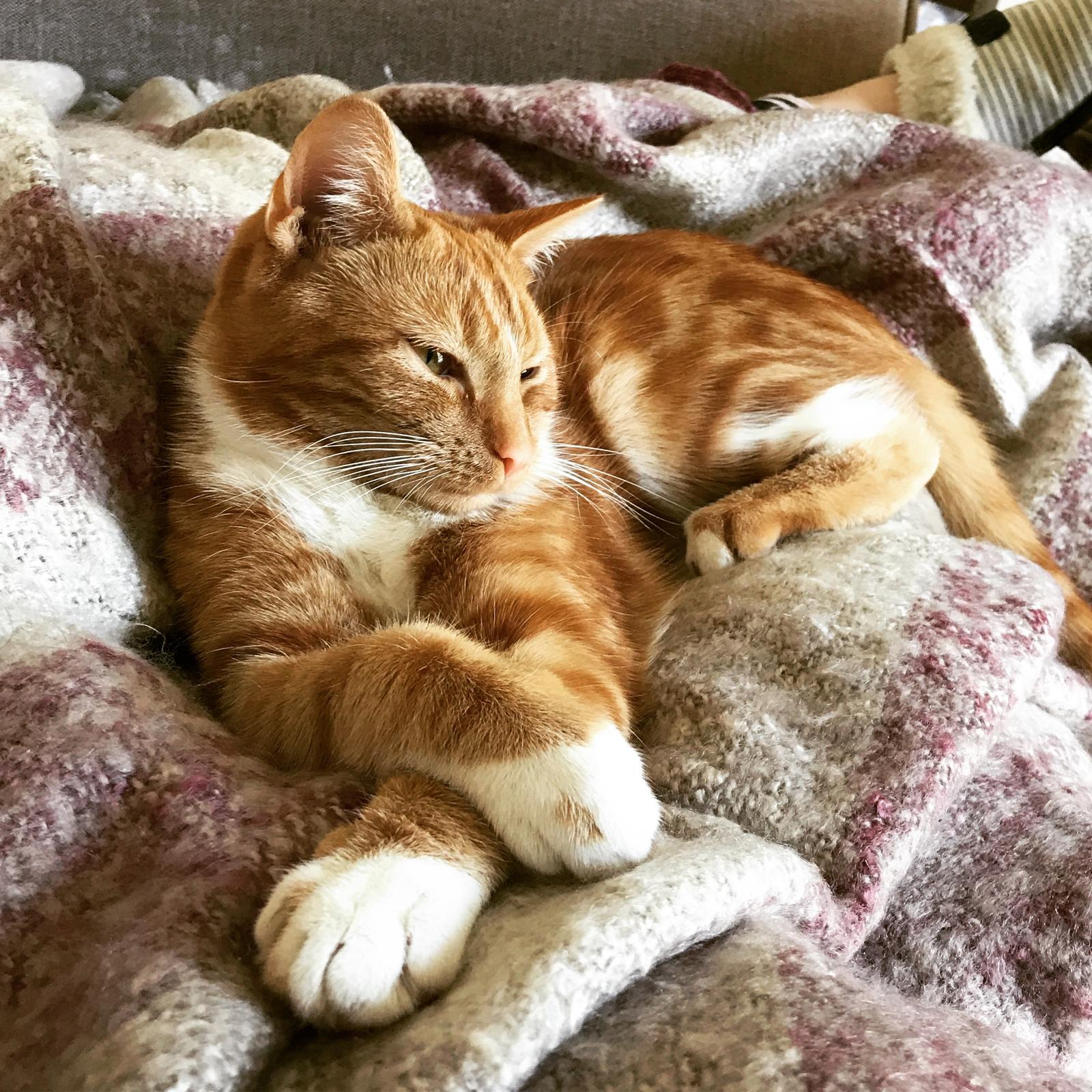 ginger cat, cat toxicity, cat poisons, household items hazardous to cats