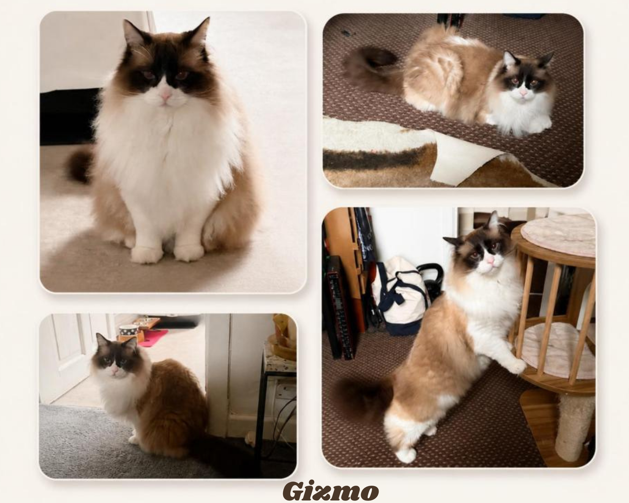 Ragdoll, Cat sitting, premium cat sitter, cat sitter, cattery alternative Ragdoll, Cat sitting, premium cat sitter, cat sitter, cattery alternative
