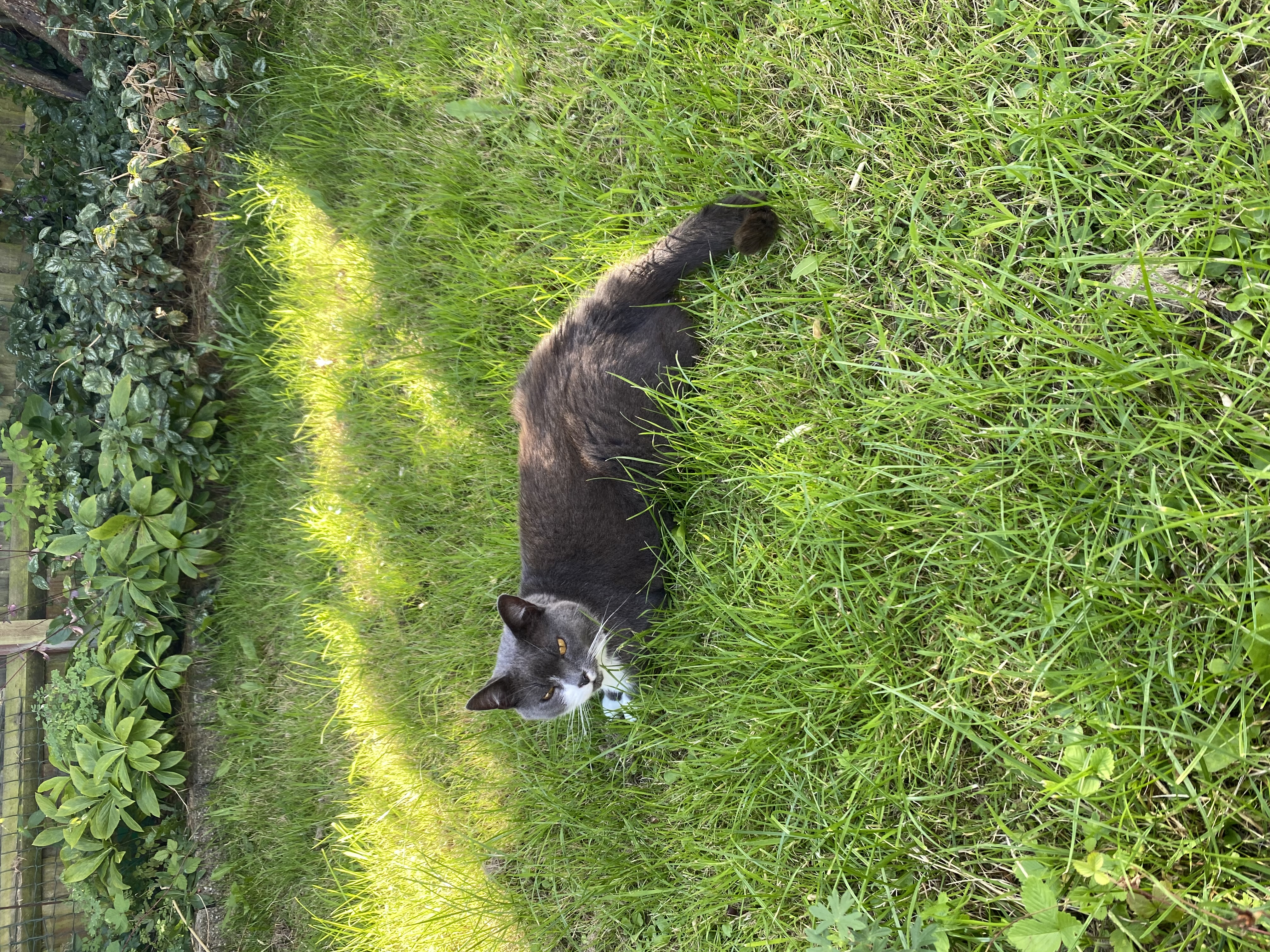 Cat heatstroke, Feline care, cat sitting, cat care, cat tips, feline facts, heat and cats