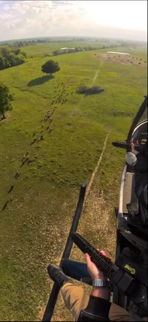 Hog hunting POV