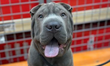 Puppy training program