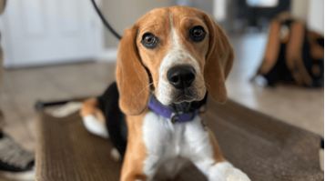 Board and train program