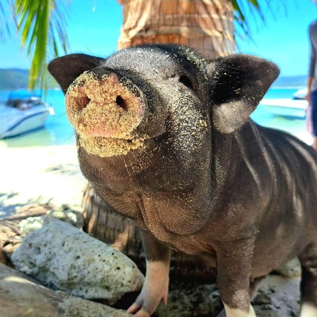Pig on the beach - Koh Madsum - Pig Island Pig on the beach - Koh Madsum - Pig Island