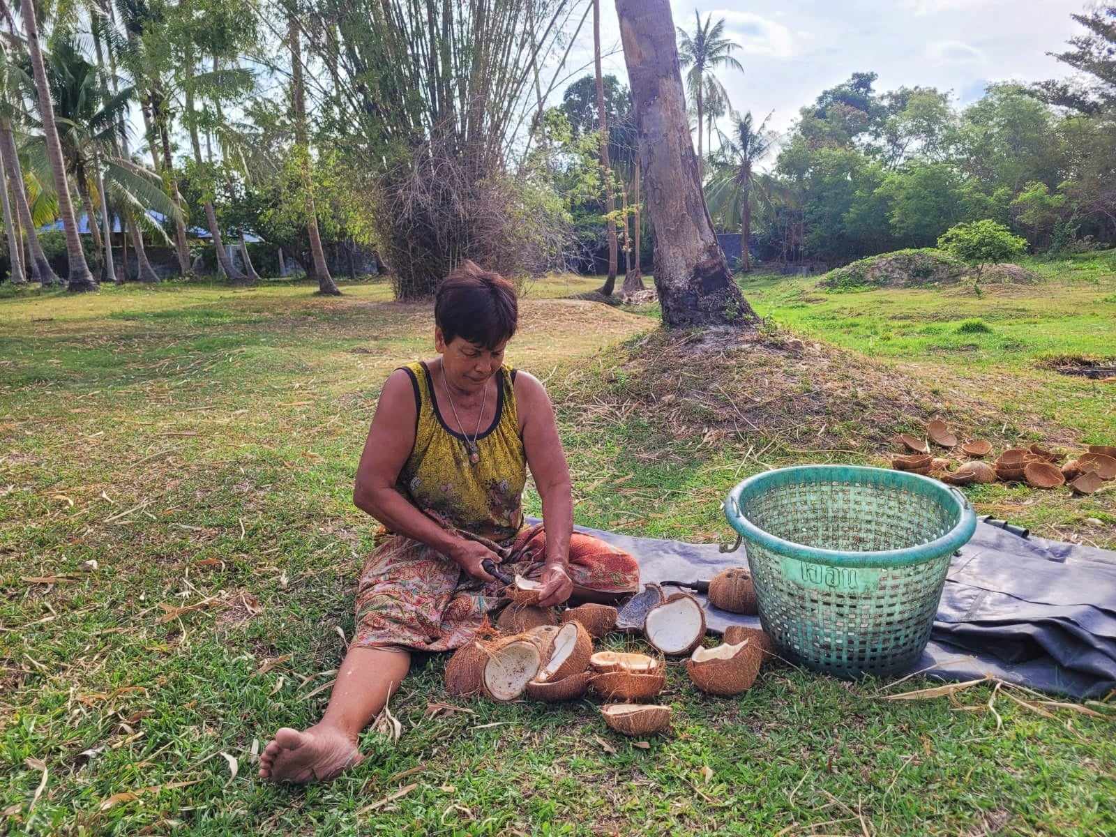 Coconut harvesting