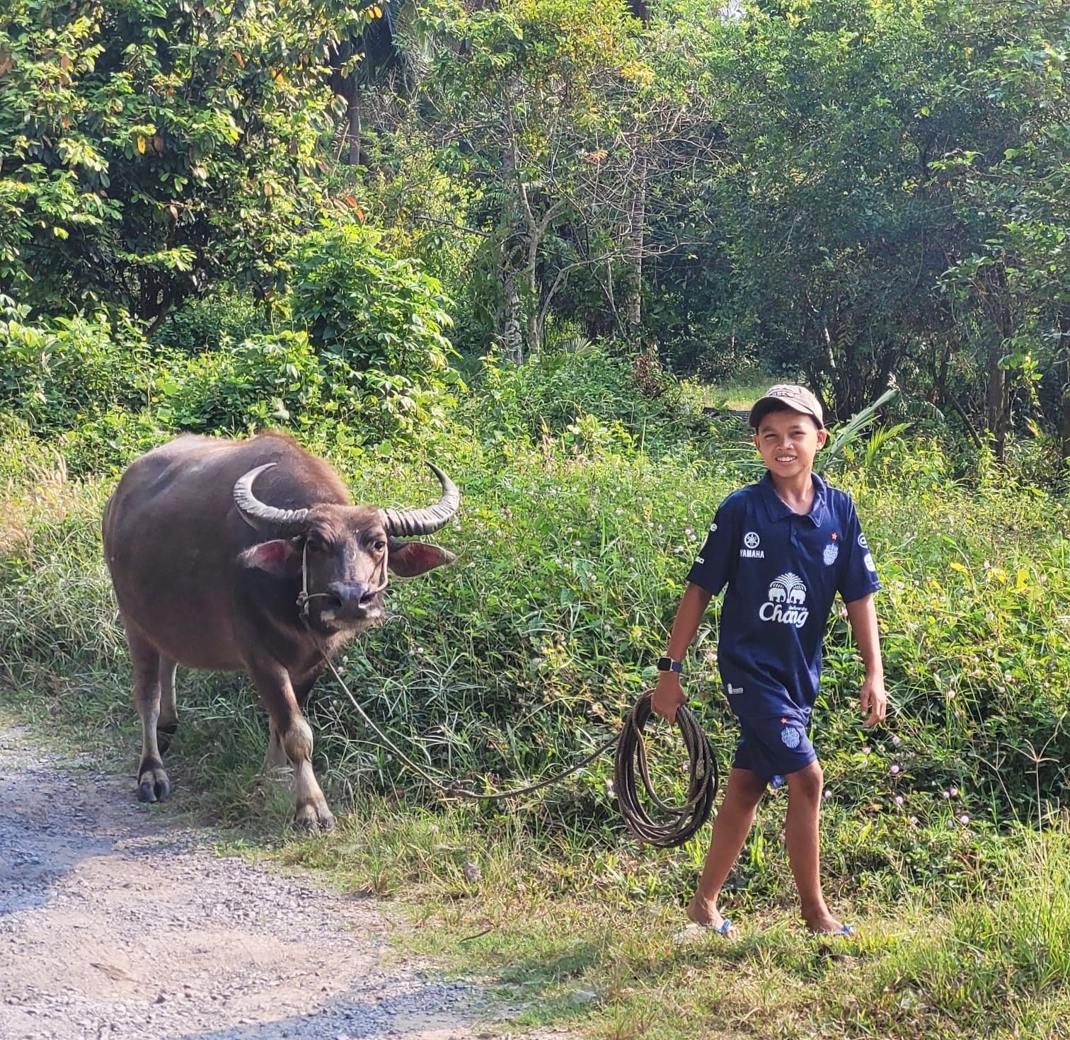 Boy walking Buffalo Koh Samui