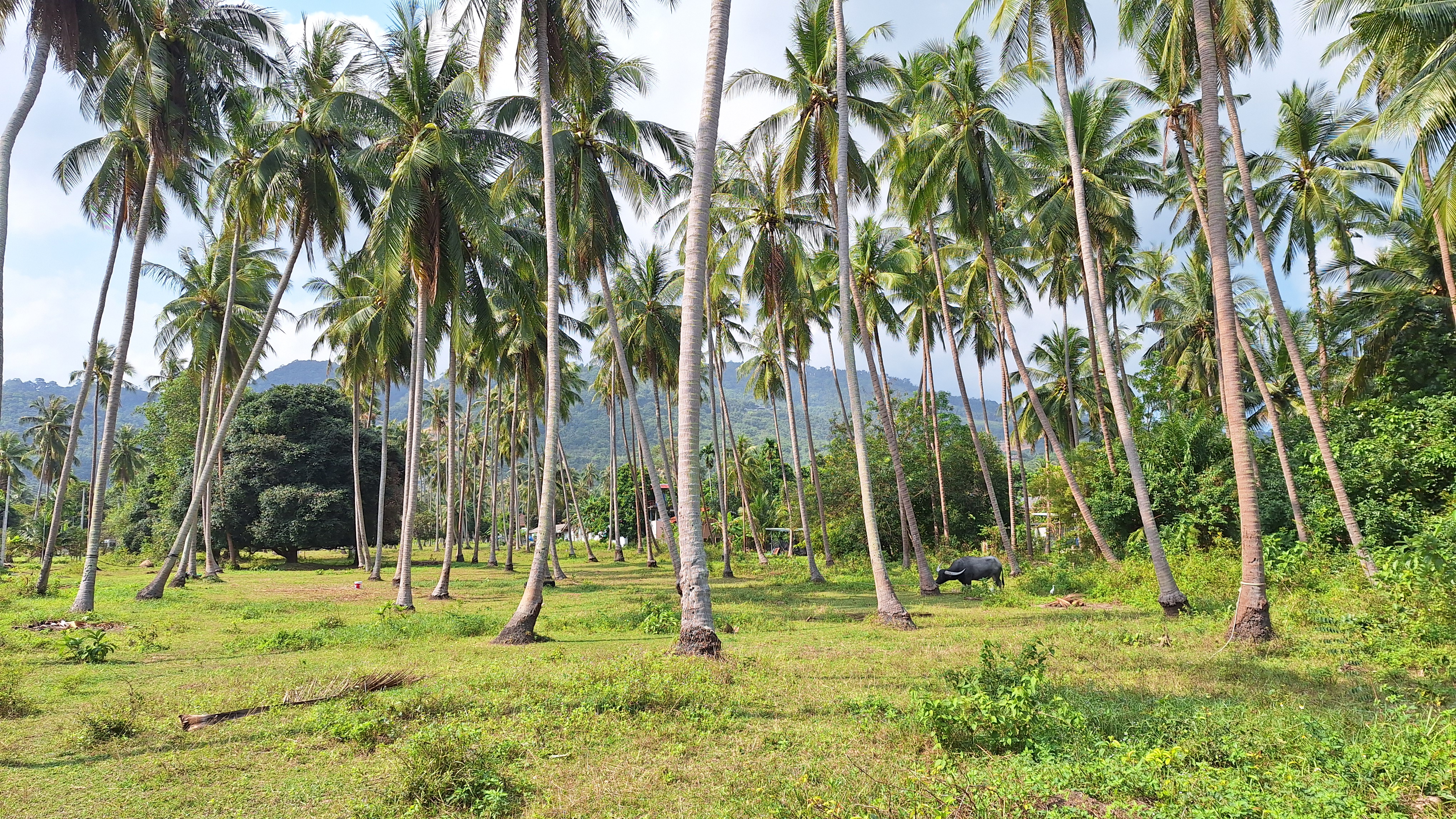 Coconut grove Samui