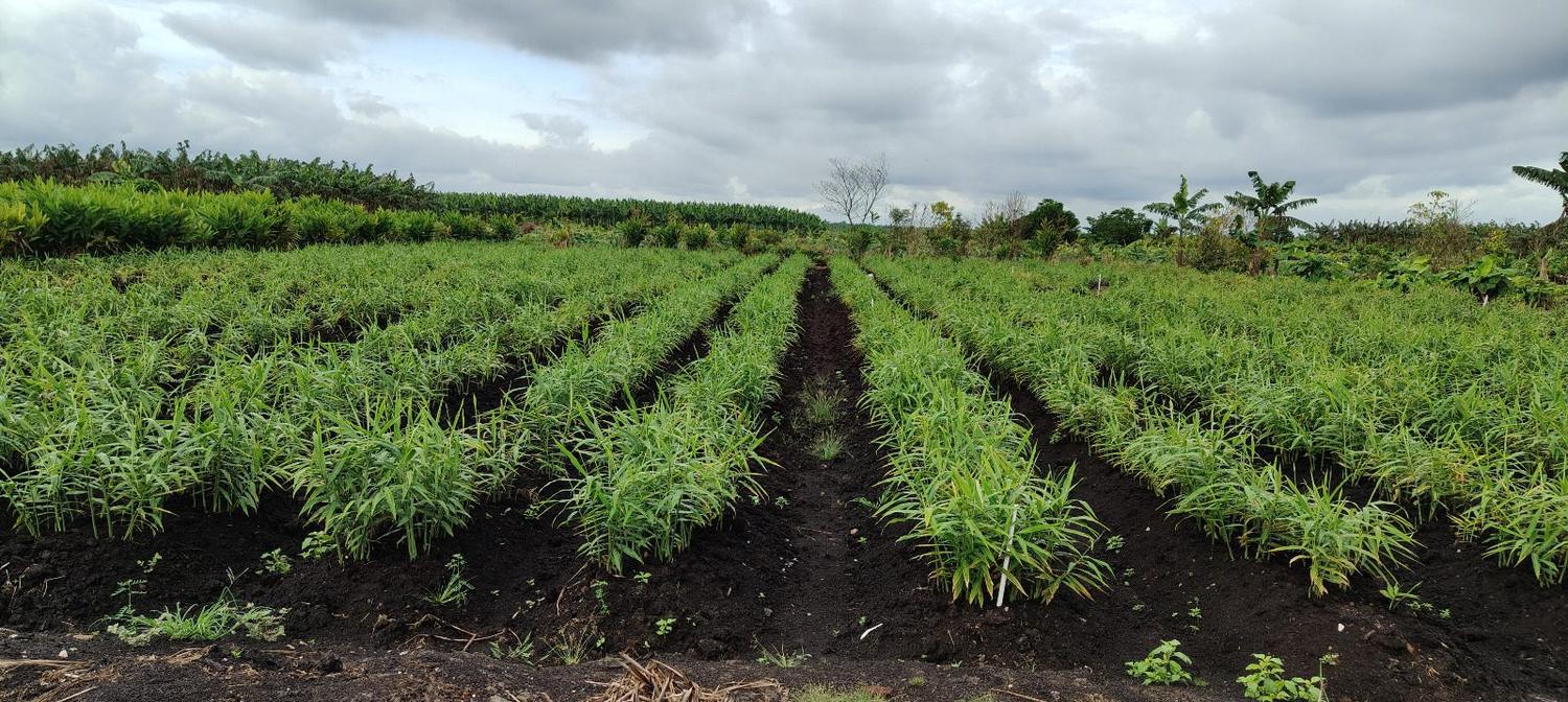 A ginger field in Banting photographed in one frame. A bare furrow divides the rows down the middle. The row blocks on both sides carry equally dense, healthy ginger foliage.