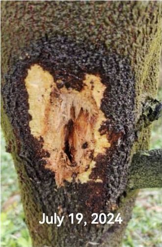 An open durian trunk canker lesion showing exposed pale wood and dark rotted bark, 19 July 2024