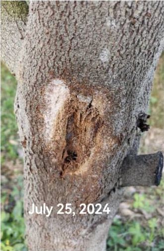 The same lesion six days later, drying at the edges, 25 July 2024