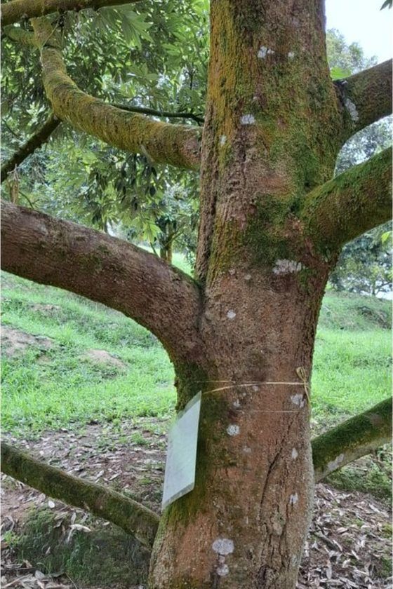 The same durian trunk showing clean brown bark after treatment
