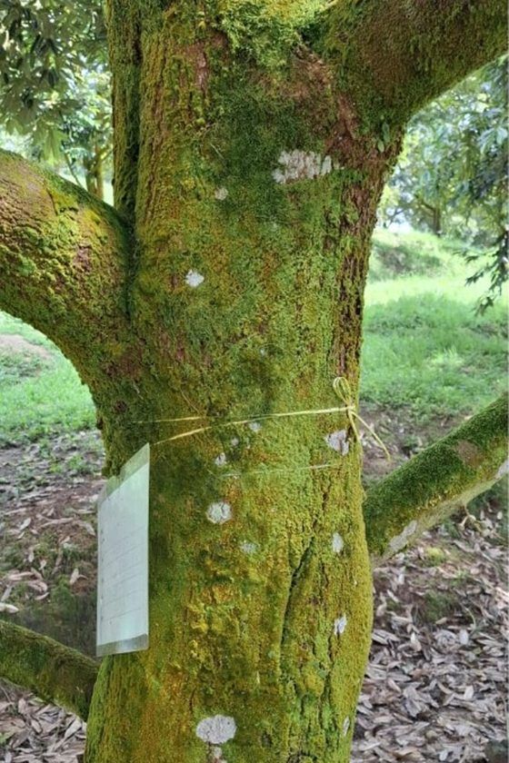 A durian trunk completely covered in green moss and algae before treatment