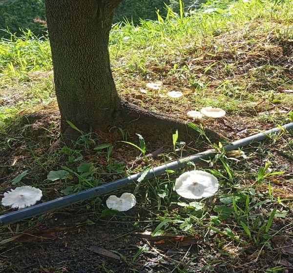 White saprophytic mushrooms fruiting in leaf litter at the base of a durian tree