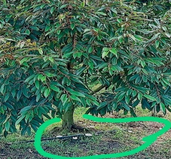 A healthy durian tree with the base of its trunk circled in green marker