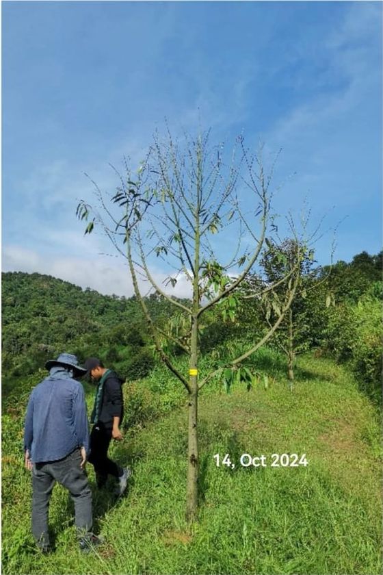 A durian tree stripped almost bare of leaves, photographed 14 October 2024