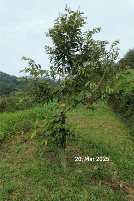 The same durian tree carrying a full green canopy, photographed 20 March 2025