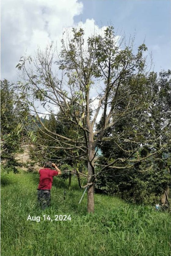 A mature durian tree with sparse bare branches, photographed 14 August 2024