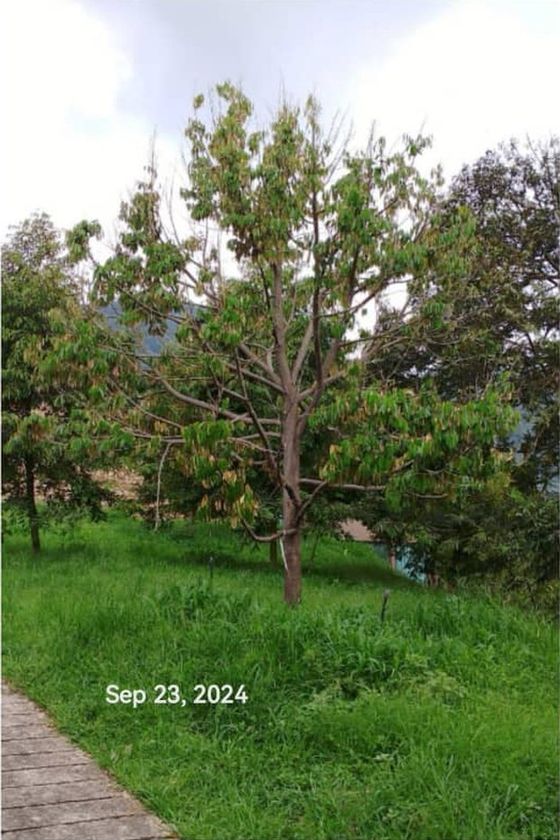 The same durian tree with substantially more foliage, photographed 23 September 2024