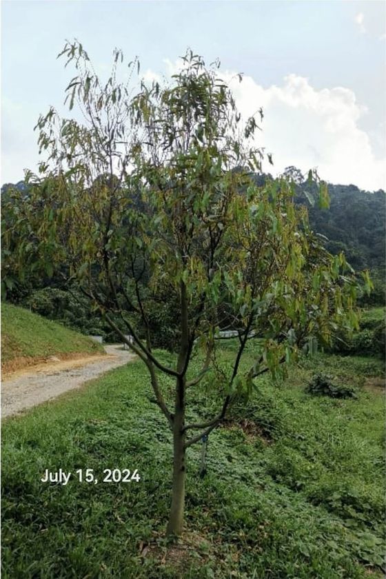 A durian tree with thin yellowing foliage, photographed 15 July 2024
