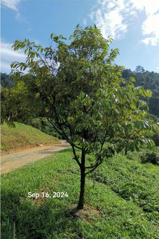 The same durian tree with dense dark green foliage, photographed 16 September 2024