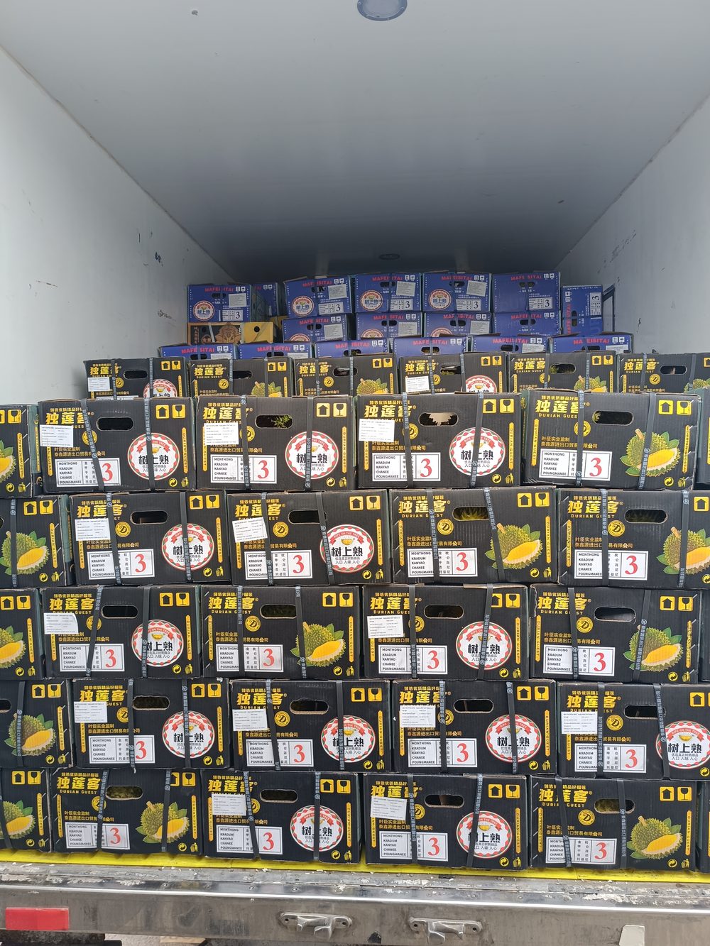 Boxes of durian stacked and loaded inside a refrigerated container