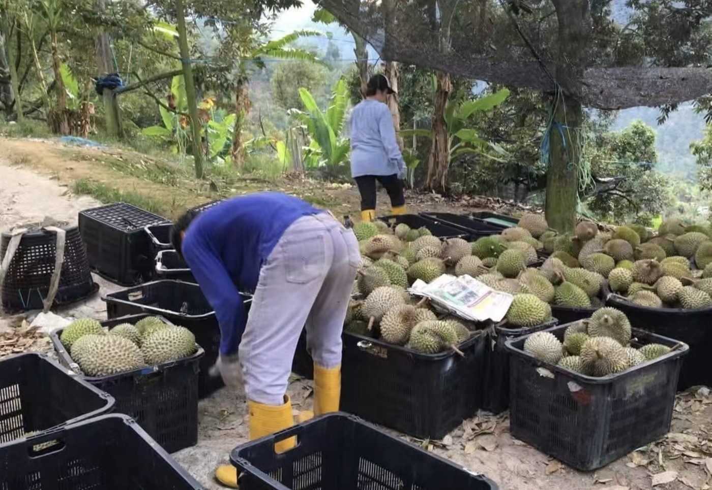 Workers sorting freshly harvested durian into crates at a Malaysian orchard