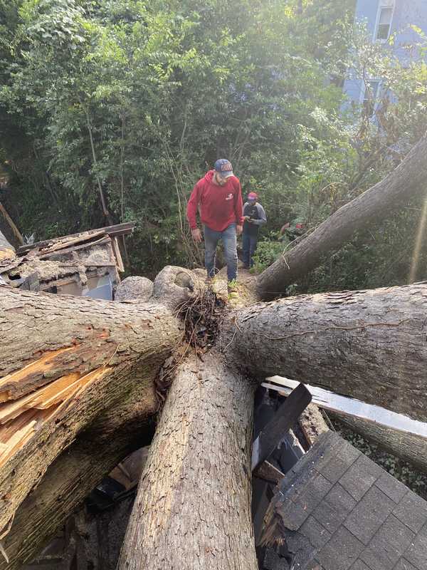 Tree canopy work carried out by the 7 Brothers crew