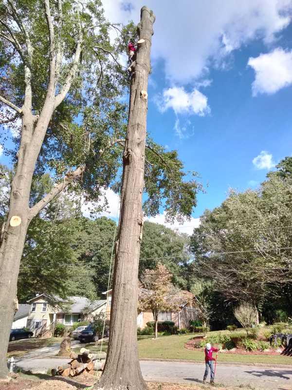 7 Brothers Tree Service job site on a Georgia property