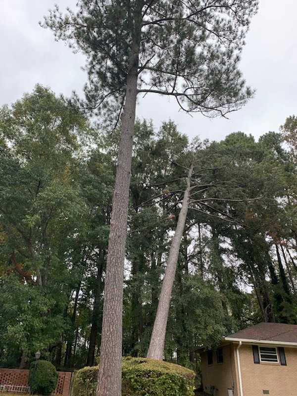 Tree and outdoor property work completed by the 7 Brothers crew