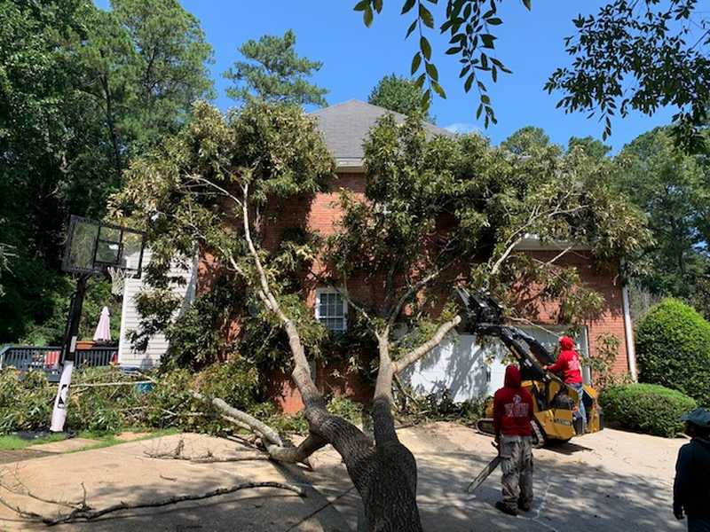 Tree removal work carried out on a property by the 7 Brothers crew