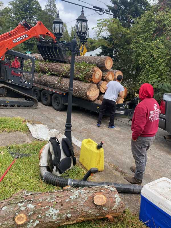 7 Brothers crew carrying out a tree removal on a Georgia property