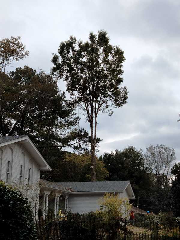 Overgrown branches being trimmed back from a property by the 7 Brothers team