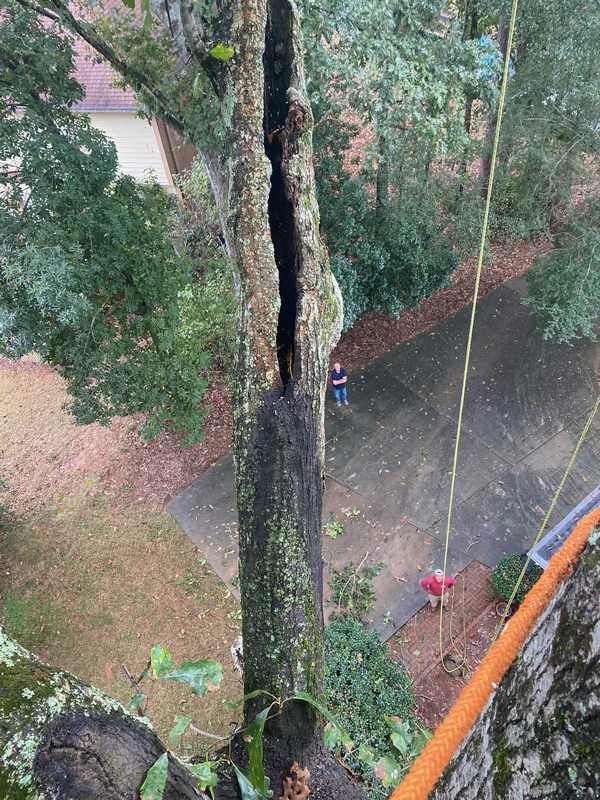Tree service work completed by the 7 Brothers crew