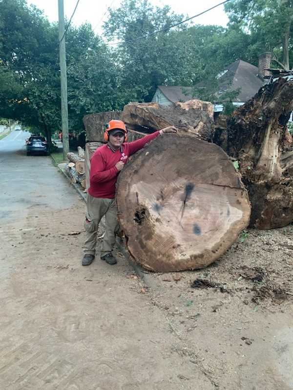 Crew removing a damaged tree from a property