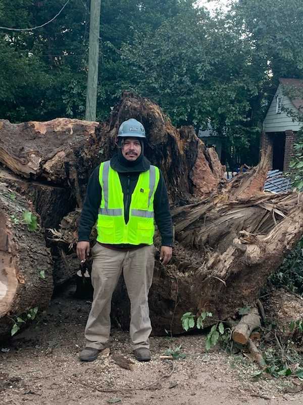 Removal of a large tree on a property served by 7 Brothers Tree Service