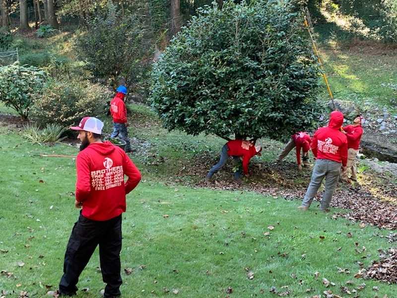 Tree trimming being carried out on a Griffin-area property