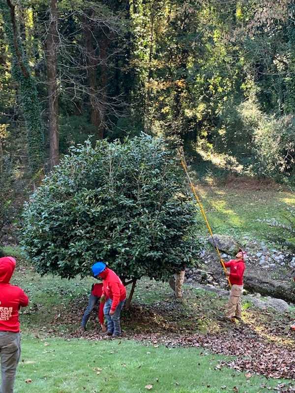 7 Brothers Tree Service crew at work on a property in Georgia