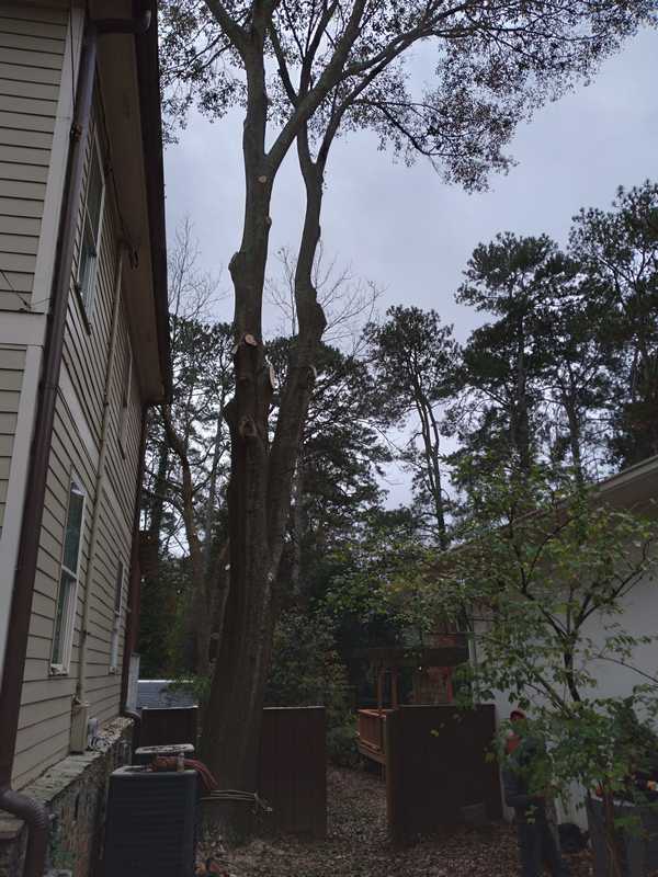 7 Brothers Tree Service and Lawn crew working on a property